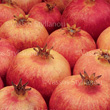 "Pomegranates" stock image No.03002267